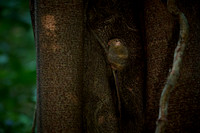 Gursky's spectral tarsier (Tarsius spectrumgurskyae)