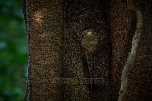 Gursky's spectral tarsier (Tarsius spectrumgurskyae)