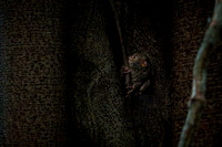 Gursky's spectral tarsier (Tarsius spectrumgurskyae)