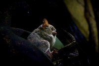 Gursky's spectral tarsier (Tarsius spectrumgurskyae)