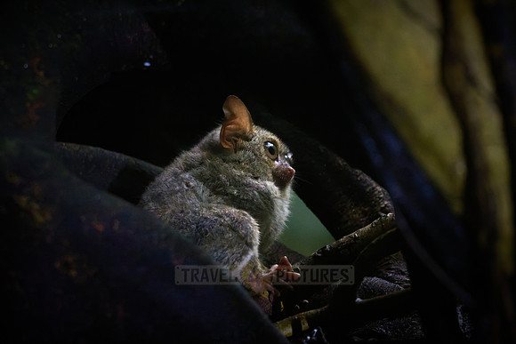 Gursky's spectral tarsier (Tarsius spectrumgurskyae)