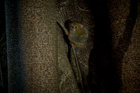 Gursky's spectral tarsier (Tarsius spectrumgurskyae)