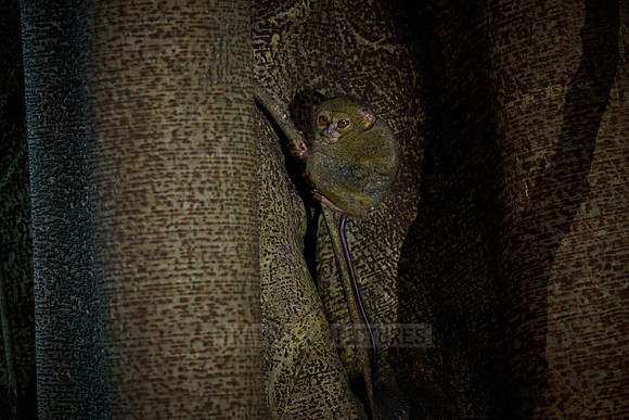 Gursky's spectral tarsier (Tarsius spectrumgurskyae)