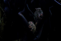 Gursky's spectral tarsier (Tarsius spectrumgurskyae)