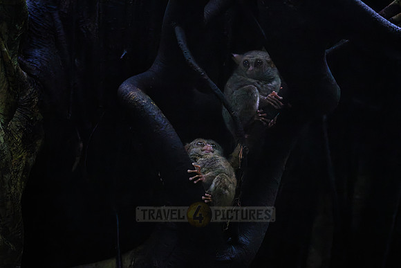 Gursky's spectral tarsier (Tarsius spectrumgurskyae)