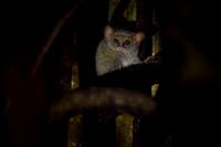 Gursky's spectral tarsier (Tarsius spectrumgurskyae)