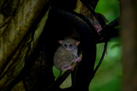 Gursky's spectral tarsier (Tarsius spectrumgurskyae)