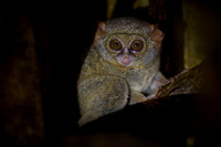 Gursky's spectral tarsier (Tarsius spectrumgurskyae)