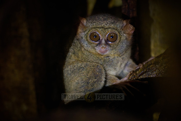 Gursky's spectral tarsier (Tarsius spectrumgurskyae)