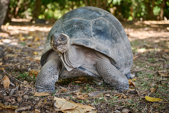 Aldabra giant tortoise (Aldabrachelys gigantea) on Curieuse