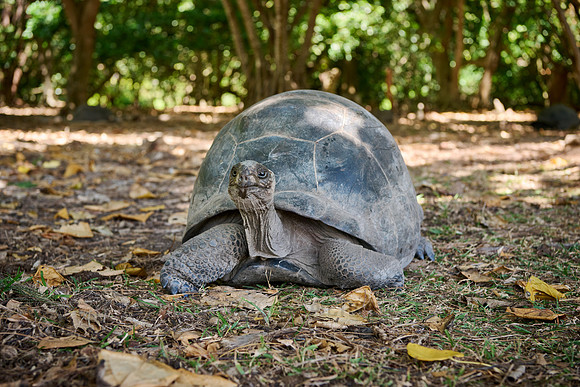 Aldabra giant tortoise (Aldabrachelys gigantea) on Curieuse