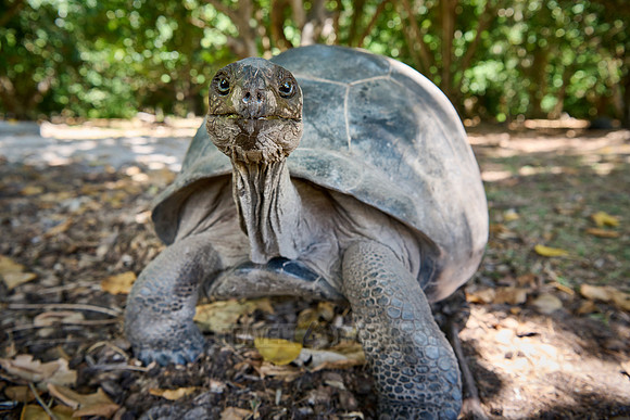 Aldabra giant tortoise (Aldabrachelys gigantea) on Curieuse