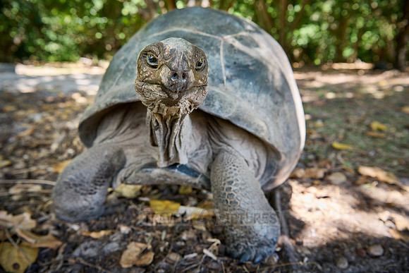 Aldabra giant tortoise (Aldabrachelys gigantea) on Curieuse