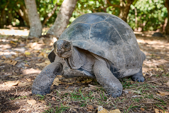 Aldabra giant tortoise (Aldabrachelys gigantea) on Curieuse