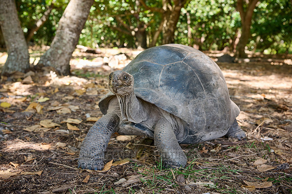 Aldabra giant tortoise (Aldabrachelys gigantea) on Curieuse