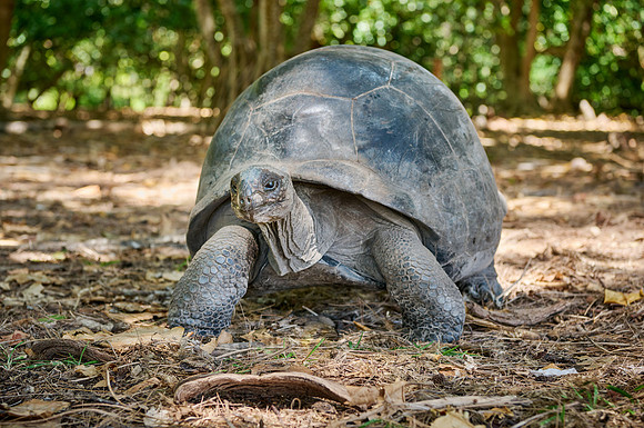 Aldabra giant tortoise (Aldabrachelys gigantea) on Curieuse