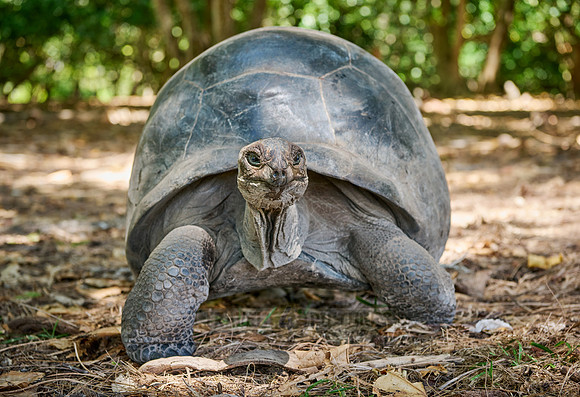 Aldabra giant tortoise (Aldabrachelys gigantea) on Curieuse