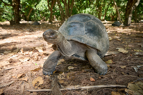 Aldabra giant tortoise (Aldabrachelys gigantea) on Curieuse