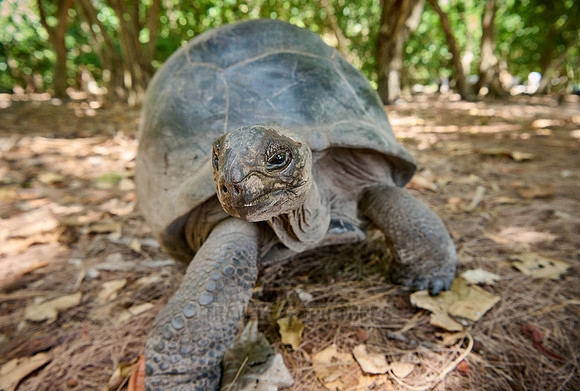 Aldabra giant tortoise (Aldabrachelys gigantea) on Curieuse