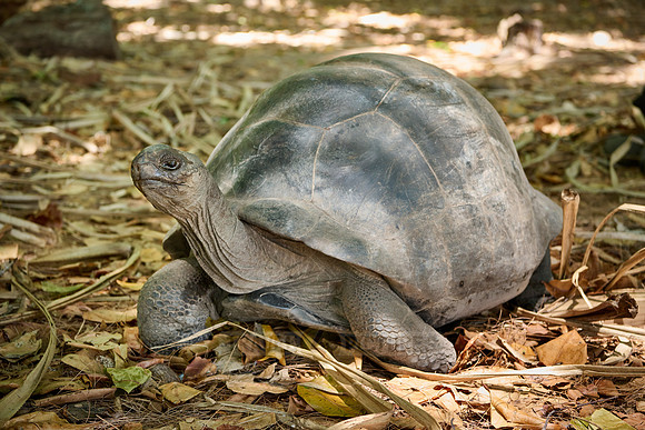 Aldabra giant tortoise (Aldabrachelys gigantea) on Curieuse