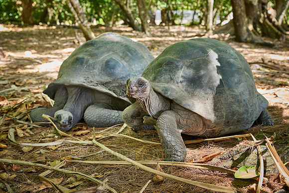 Aldabra giant tortoise (Aldabrachelys gigantea) on Curieuse