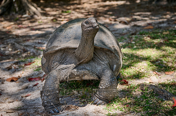 Aldabra giant tortoise (Aldabrachelys gigantea) on Curieuse