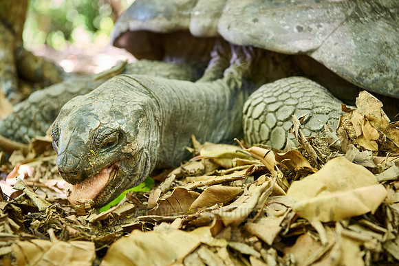 Aldabra giant tortoise (Aldabrachelys gigantea) on Curieuse island