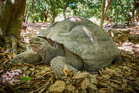 Aldabra giant tortoise (Aldabrachelys gigantea) on Curieuse