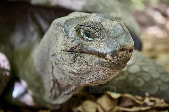Aldabra giant tortoise (Aldabrachelys gigantea) on Curieuse island