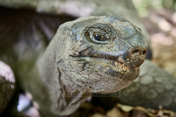 Aldabra giant tortoise (Aldabrachelys gigantea) on Curieuse island