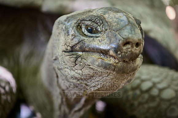 Aldabra giant tortoise (Aldabrachelys gigantea) on Curieuse island