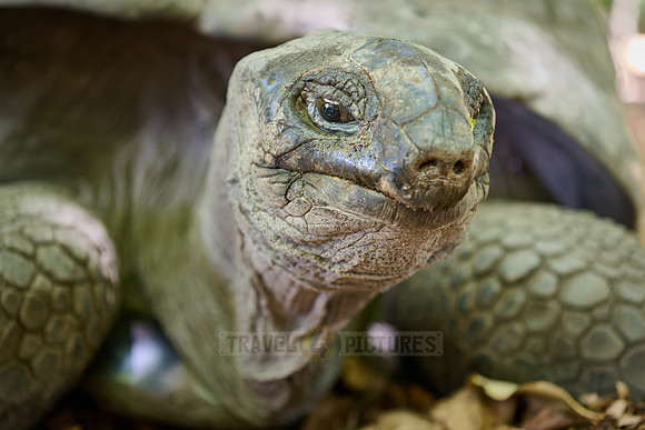 Aldabra giant tortoise (Aldabrachelys gigantea) on Curieuse island