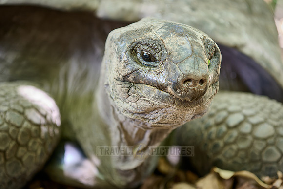 Aldabra giant tortoise (Aldabrachelys gigantea) on Curieuse island
