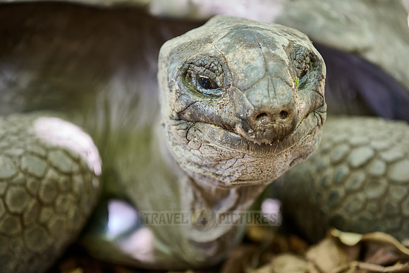Aldabra giant tortoise (Aldabrachelys gigantea) on Curieuse island
