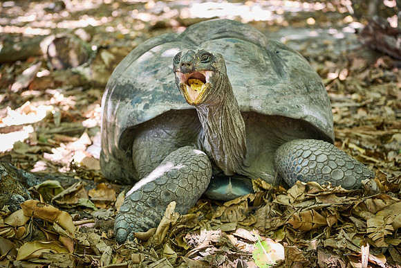 Aldabra giant tortoise (Aldabrachelys gigantea) on Curieuse