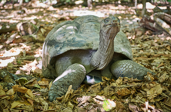 Aldabra giant tortoise (Aldabrachelys gigantea) on Curieuse