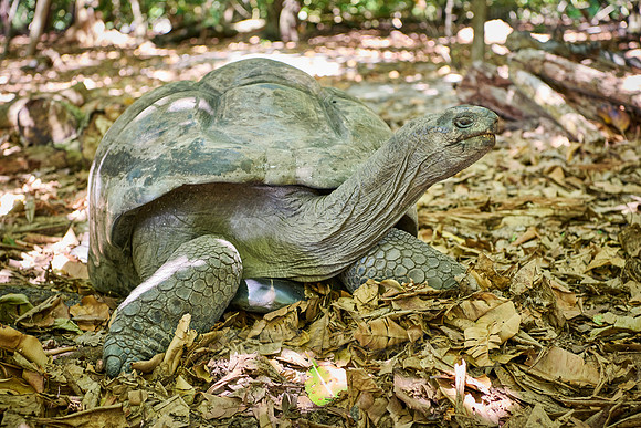 Aldabra giant tortoise (Aldabrachelys gigantea) on Curieuse