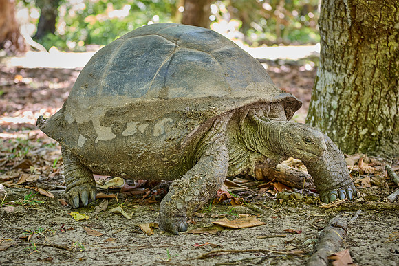 Aldabra giant tortoise (Aldabrachelys gigantea) on Curieuse