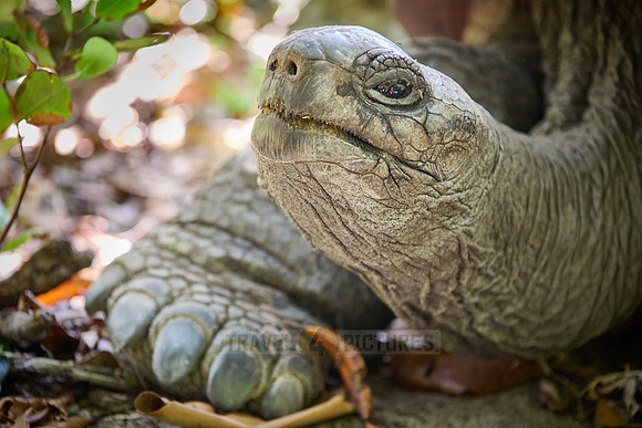 Aldabra giant tortoise (Aldabrachelys gigantea) on Curieuse