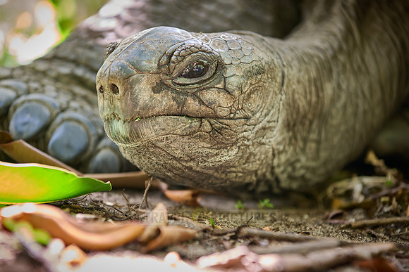 Aldabra giant tortoise (Aldabrachelys gigantea) on Curieuse island