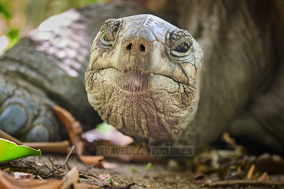 Aldabra giant tortoise (Aldabrachelys gigantea) on Curieuse island