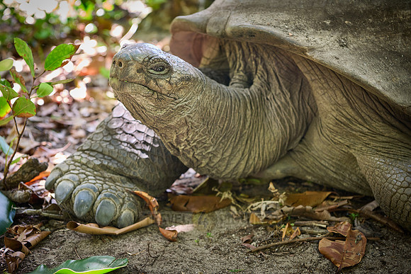 Aldabra giant tortoise (Aldabrachelys gigantea) on Curieuse