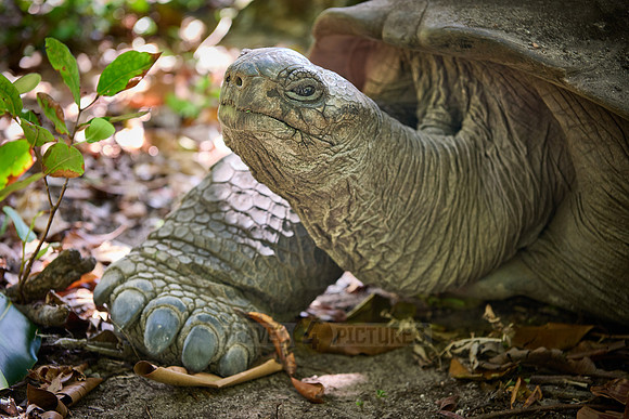 Aldabra giant tortoise (Aldabrachelys gigantea) on Curieuse