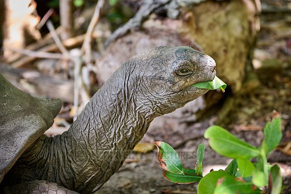 Aldabra giant tortoise (Aldabrachelys gigantea) on Curieuse