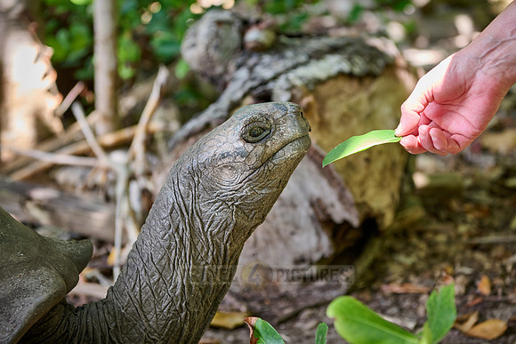 Aldabra giant tortoise (Aldabrachelys gigantea) on Curieuse