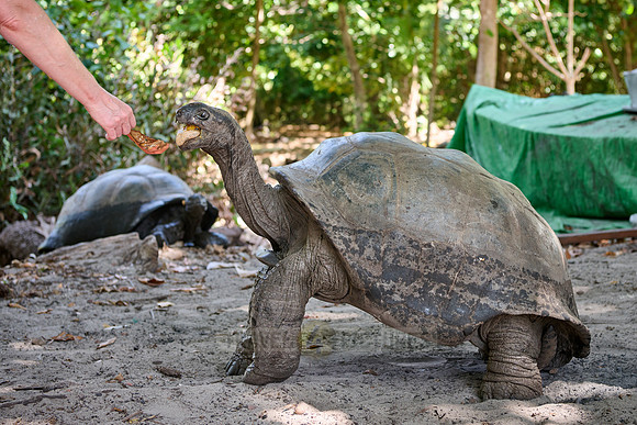 Aldabra giant tortoise (Aldabrachelys gigantea) on Curieuse