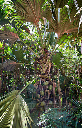 Huge nuts of Coco de mer palm tree in Vallee de Mai, Praslin