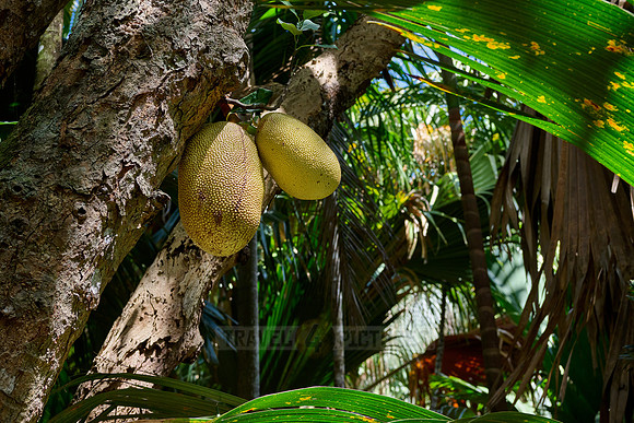 jackfruit tree (Artocarpus heterophyllus) with fruit