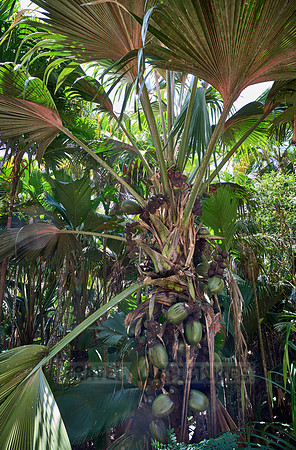 Huge nuts of Coco de mer palm tree in Vallee de Mai, Praslin