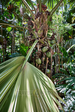 Huge nuts of Coco de mer palm tree in Vallee de Mai, Praslin